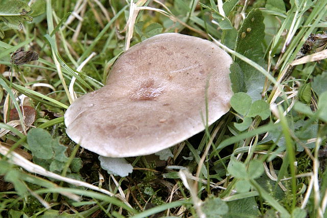 File:Lactarius trivialis - Lindsey 1a.jpg