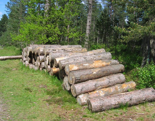 File:Log stack, Tentsmuir. - geograph.org.uk - 13497.jpg