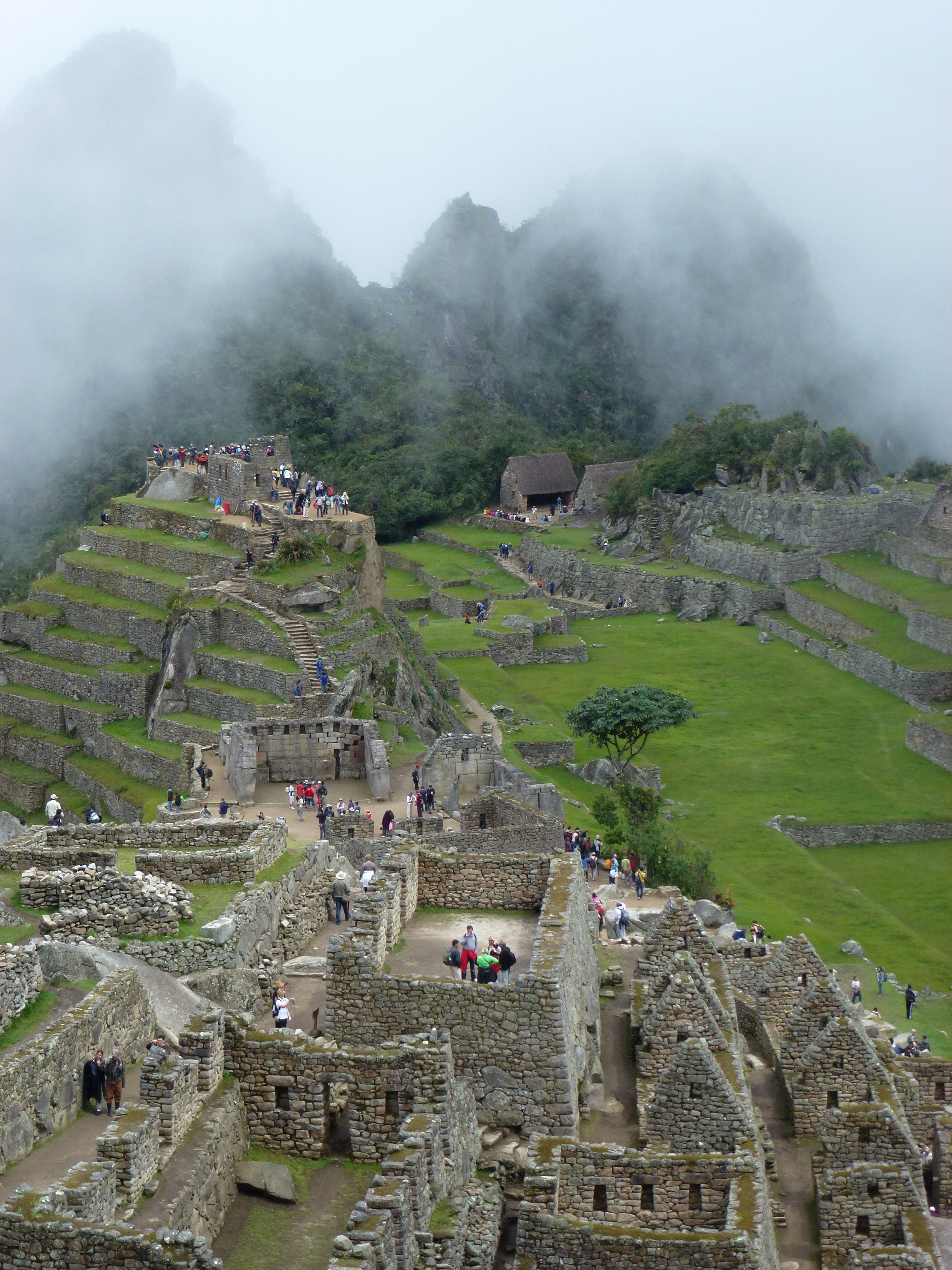 Орхидея machu Picchu