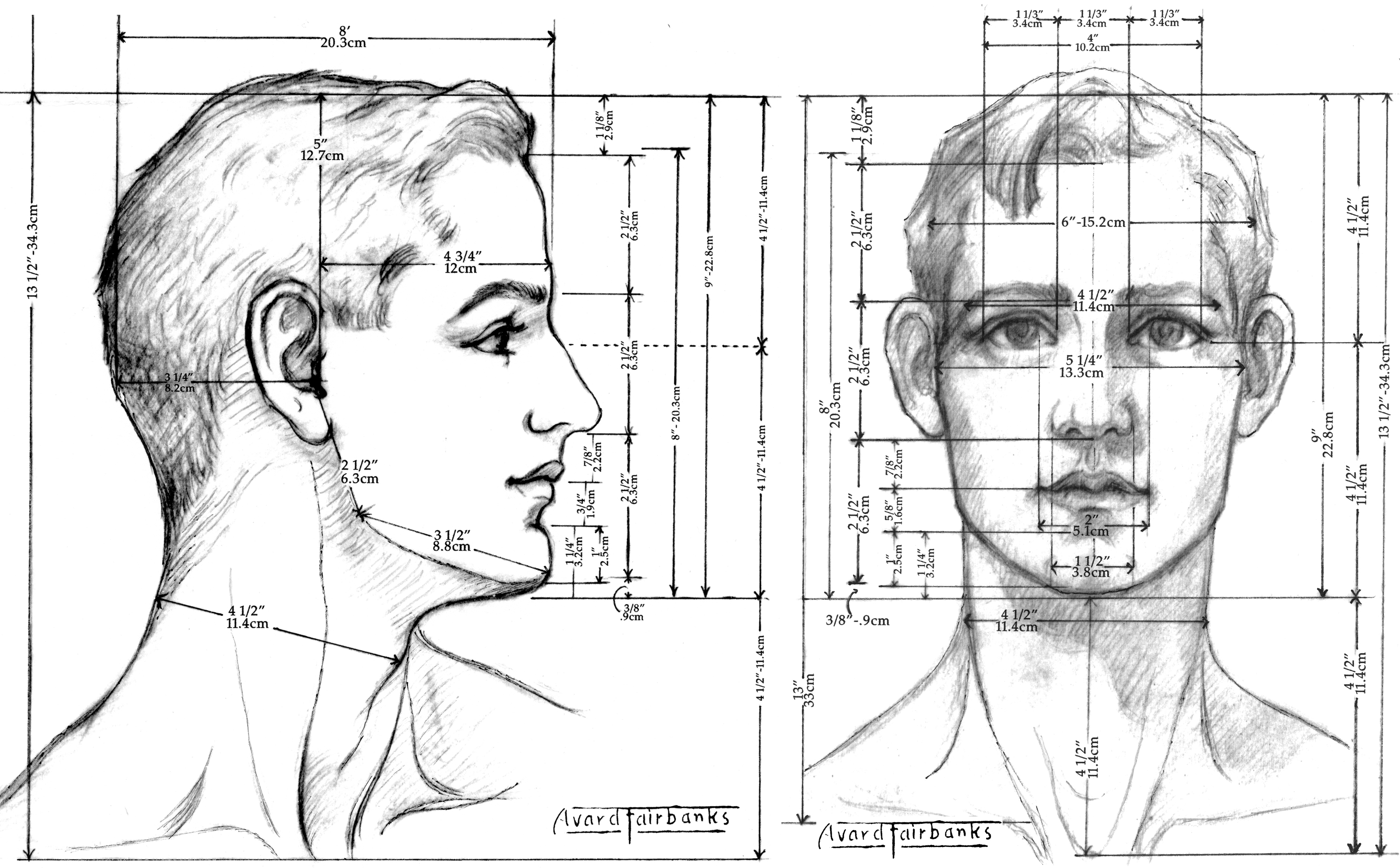 human head profile proportions