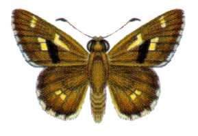 <i>Neohesperilla xiphiphora</i> Species of butterfly