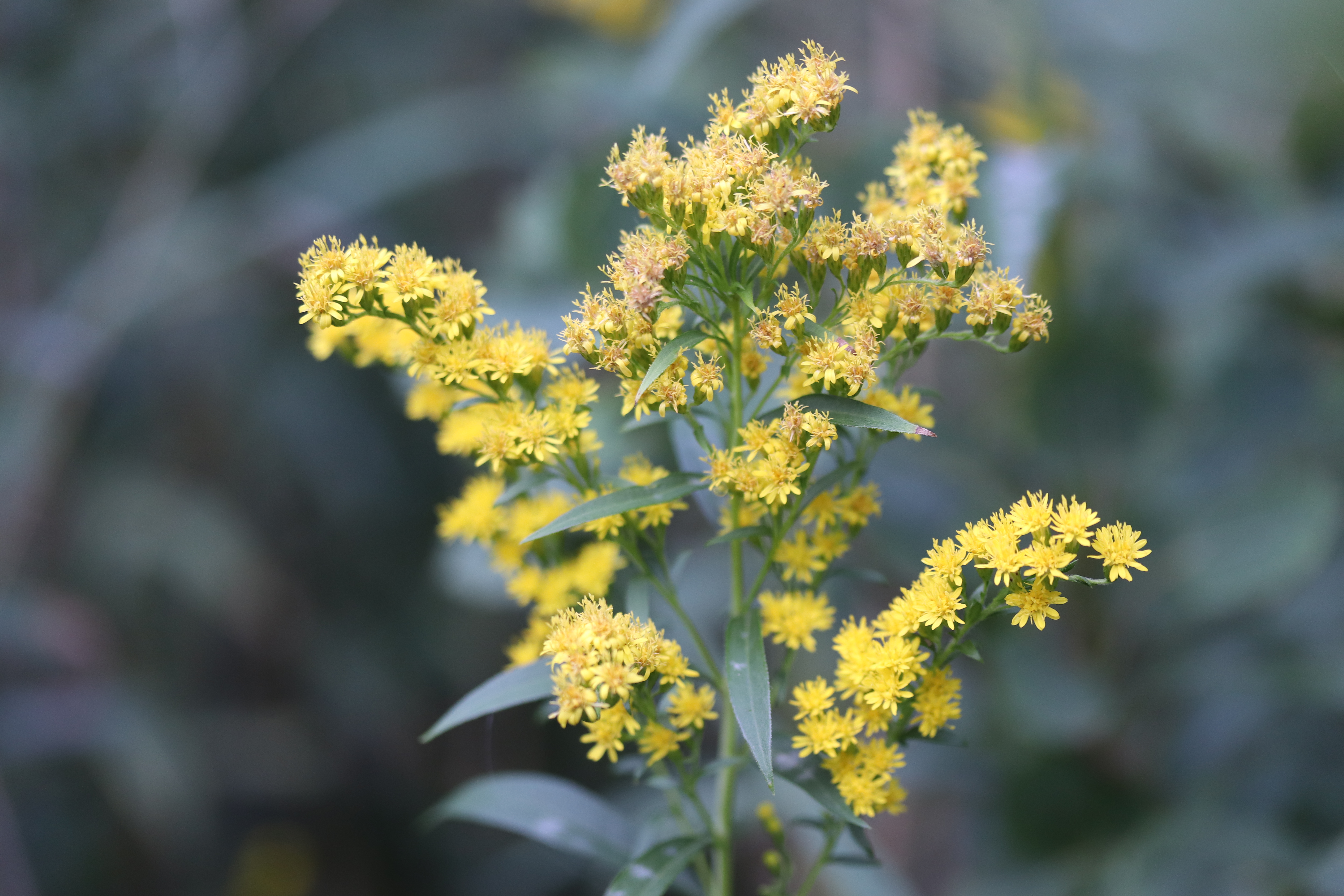 Солидаго извилистостебельный variegata