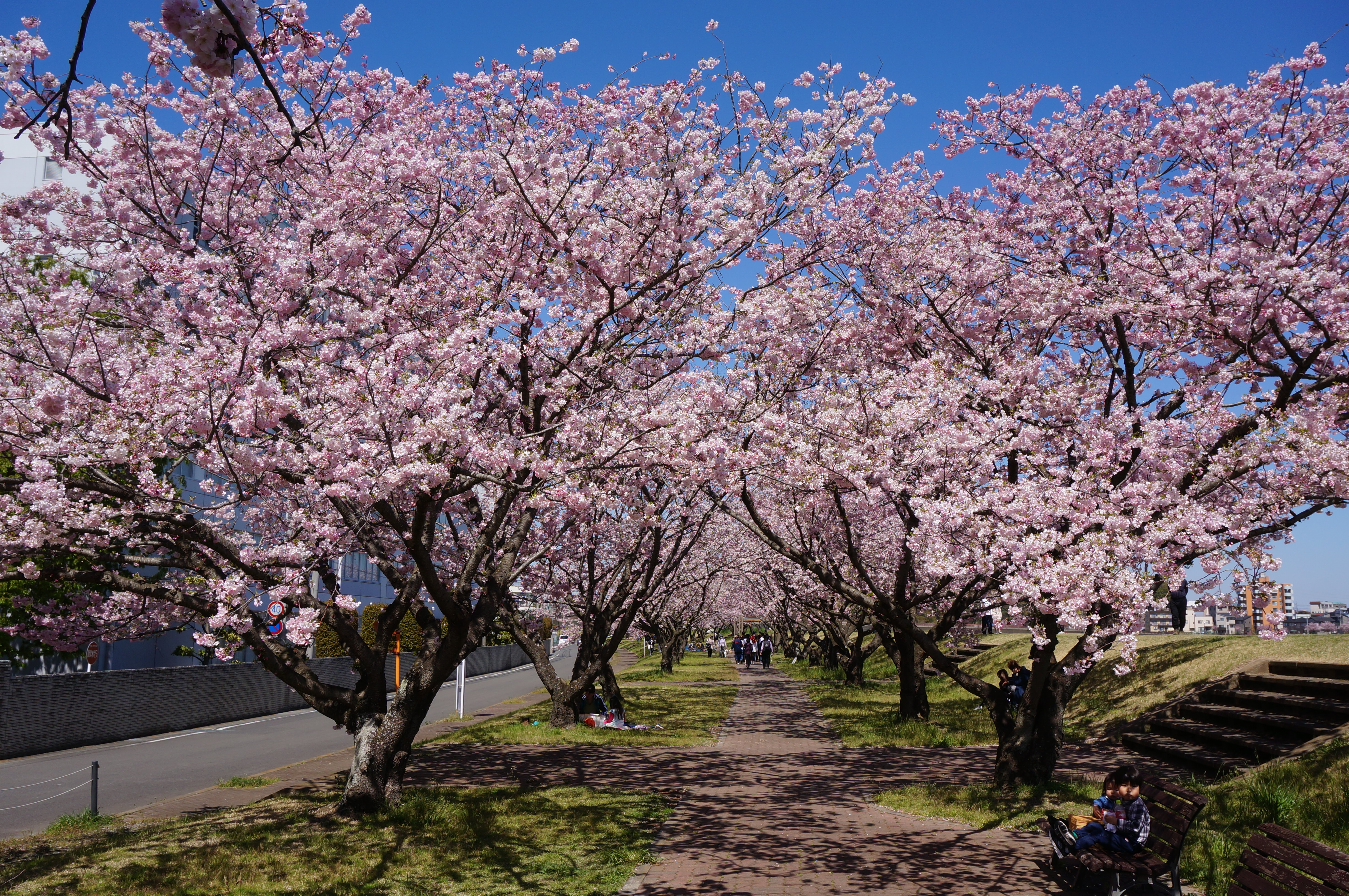 Когда цветет сакура в краснодаре. Дзакура асигири. Китайский Цветущий Prunus. Prunus subhirtella 'Fukubana'. Вишня Югацу - Prunus x subhirtella jugatsu-Zakura.