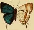 <i>Paradeudorix ituri</i> species of insect