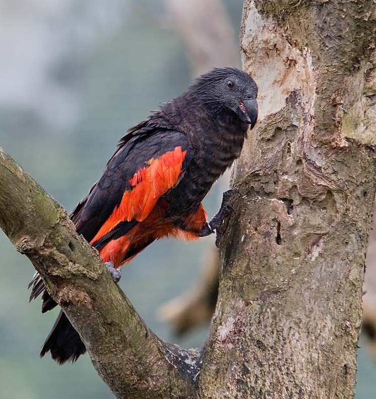 File:Pesquet's Parrot.jpg - Wikimedia Commons