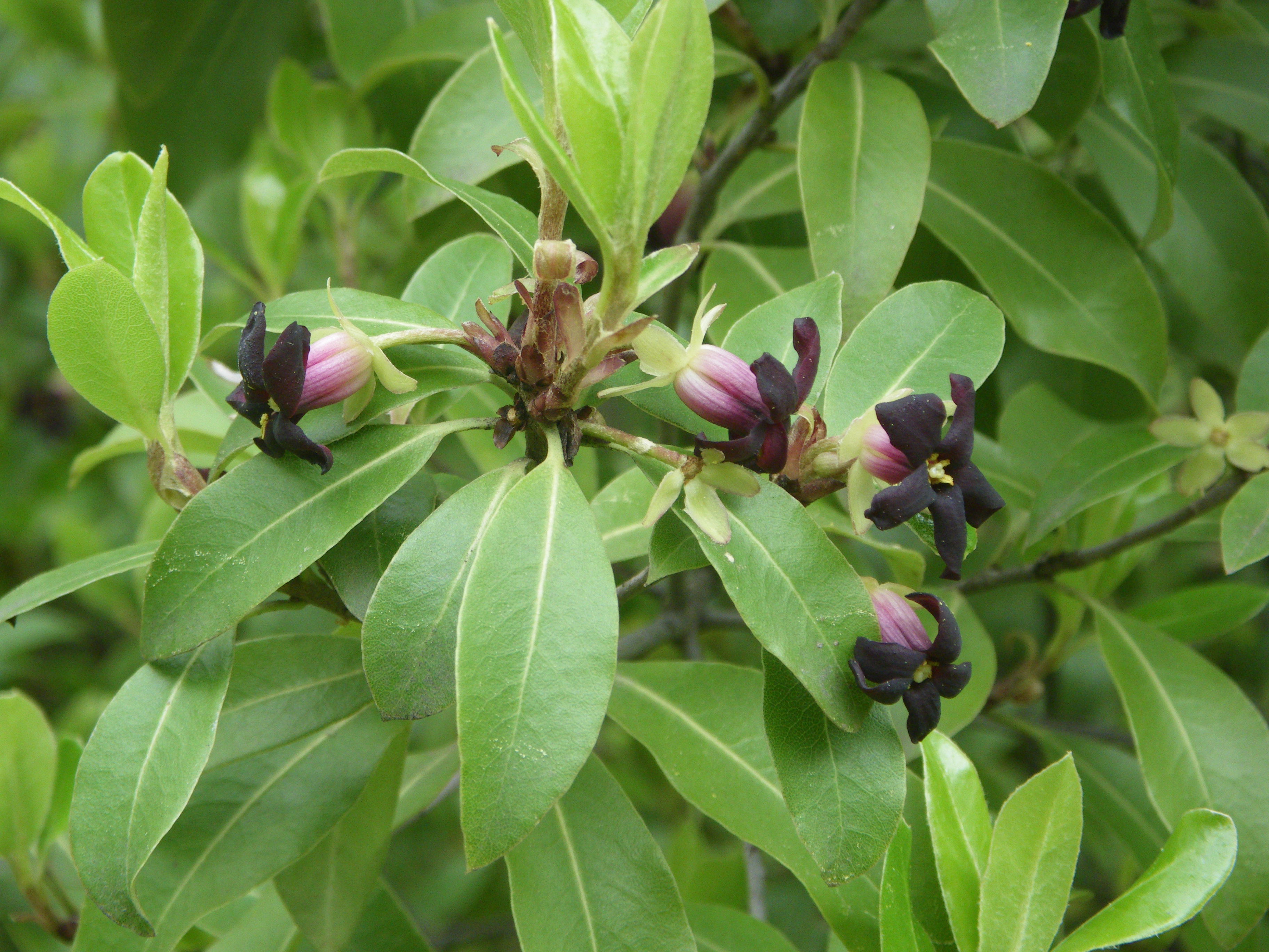 pittosporum