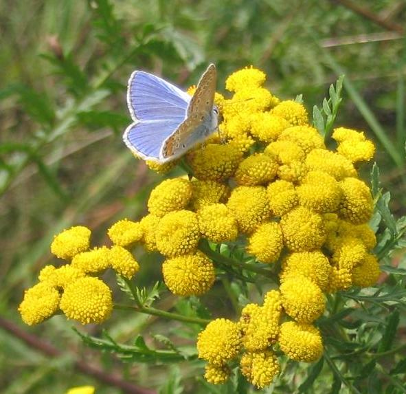 File:Polyommatus icarus Planetal.JPG