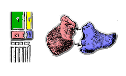 À droite schéma de l'agencement des os du tarse, à gauche, dessins de l'imbrication entre l'astragale (en rouge) et le calcanéum (en bleu).