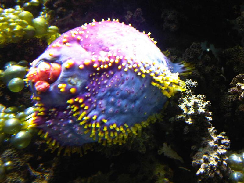 File:Pseudocolochirus axiologus - Kew 2.jpg