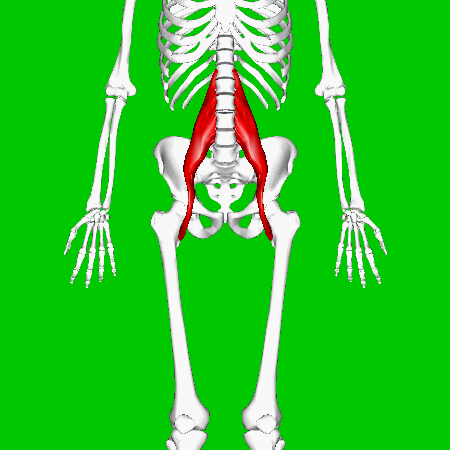 File:Psoas major muscle  - Wikimedia Commons
