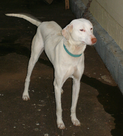 File:Rajapalayam Hound.PNG Wikimedia Commons