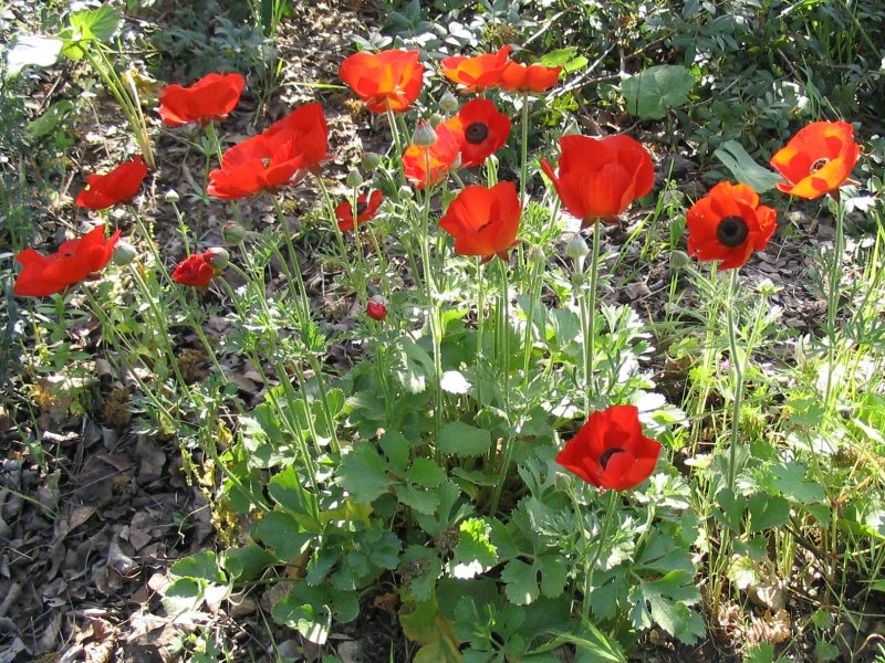 File:Ranunculus asiaticus.jpg