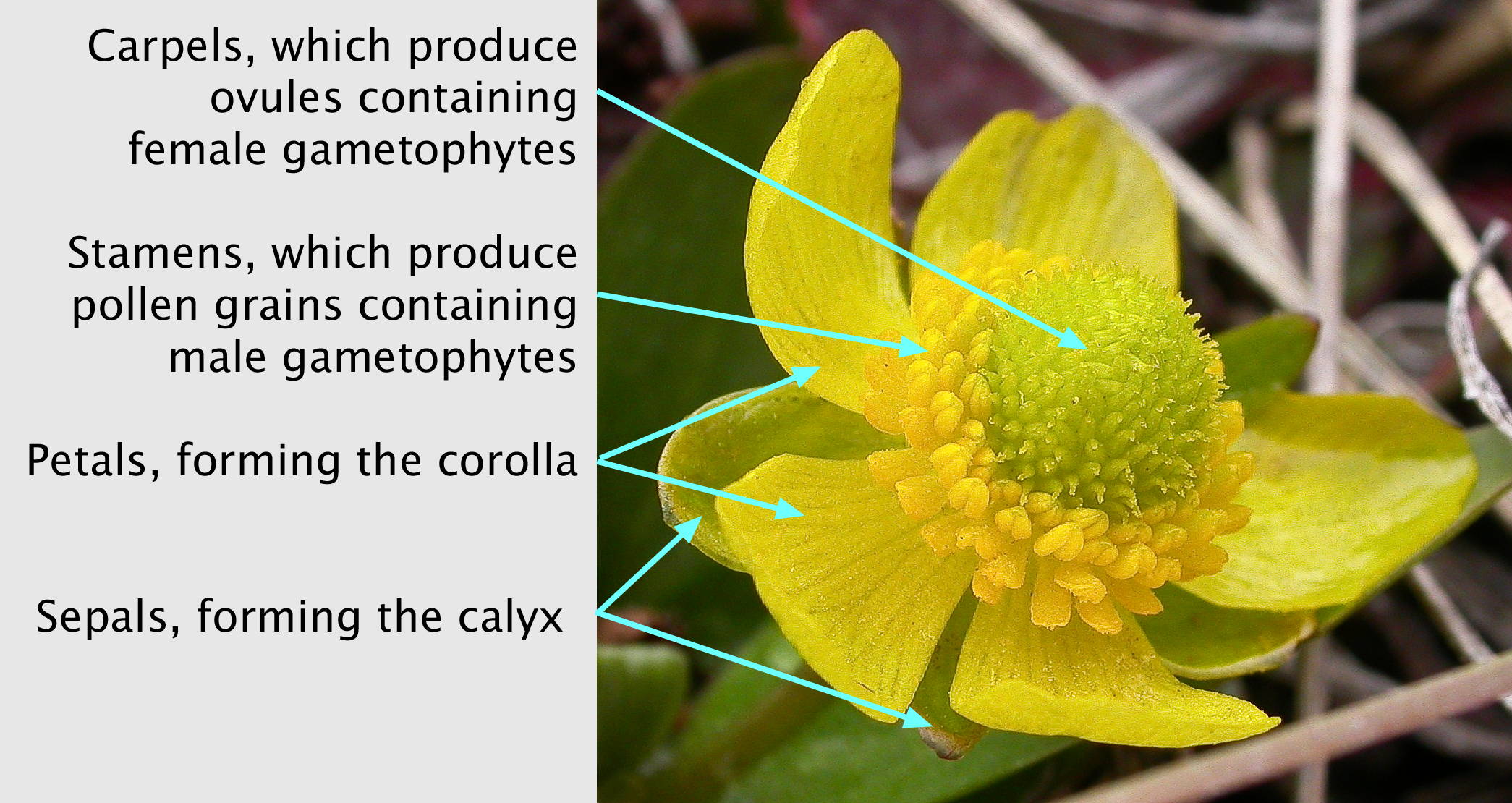 labeled ranunculus glaberrimus flower