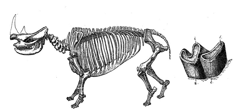 File:Rhinoceros pachygnatus.jpg