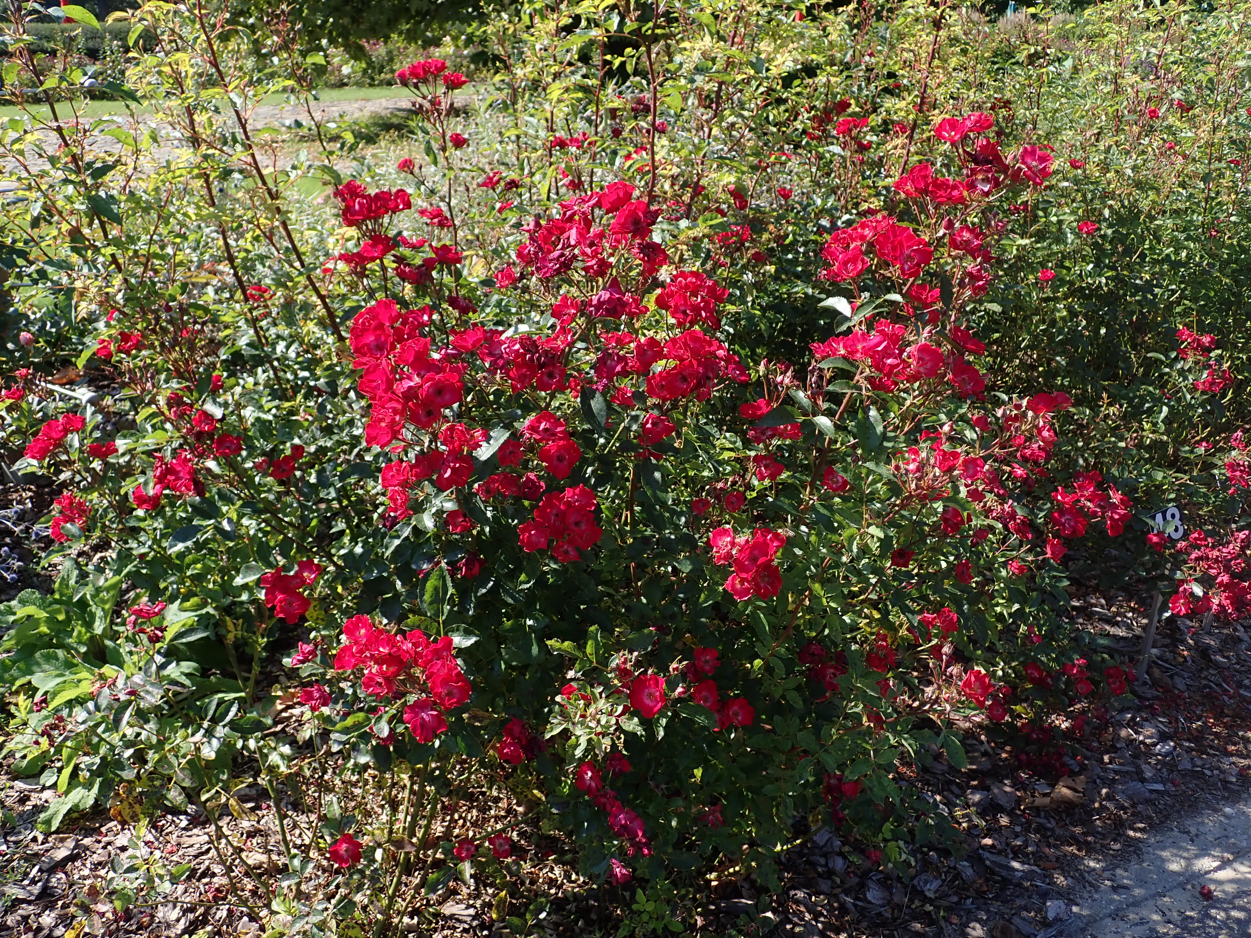 Belle rouge