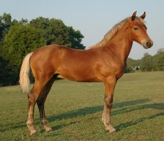 Yearling (horse)-avatar