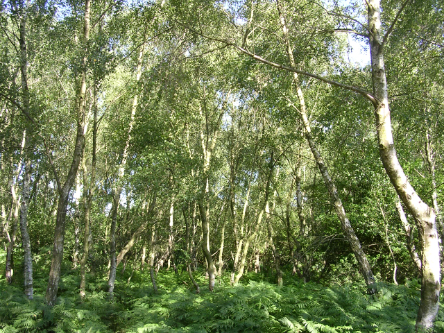 Silver birch trees at the Bramble Hill car park, New Forest - geograph.org.uk - 27298