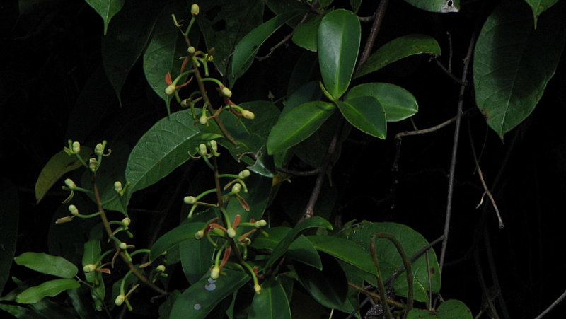 File:Souroubea guianensis Aubl. (3144618475).jpg