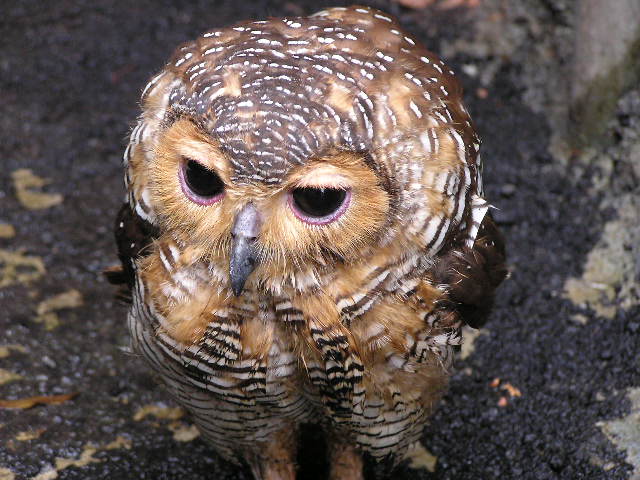 File:Strix seloputo juv Taman safari Java.jpg