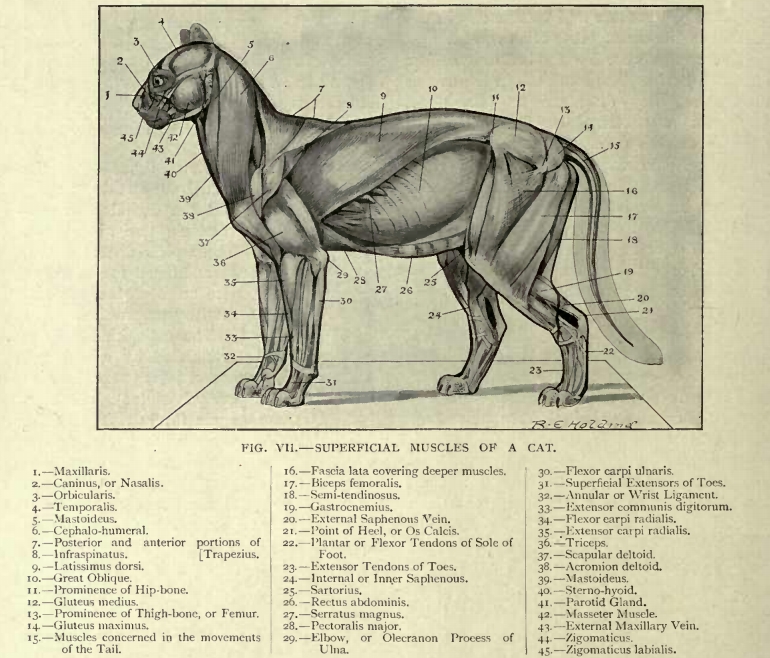 gastrocnemius cat