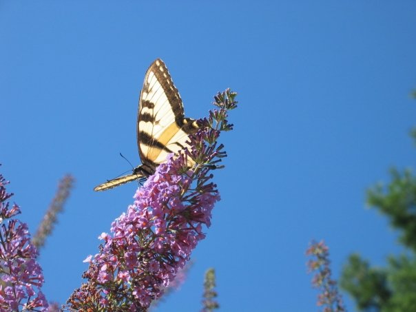 File:Swallowtail on Butterfly Bush.jpg