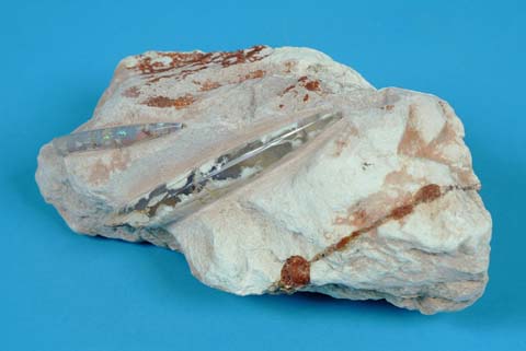 File:The Childrens Museum of Indianapolis - Opalized belemnites.jpg