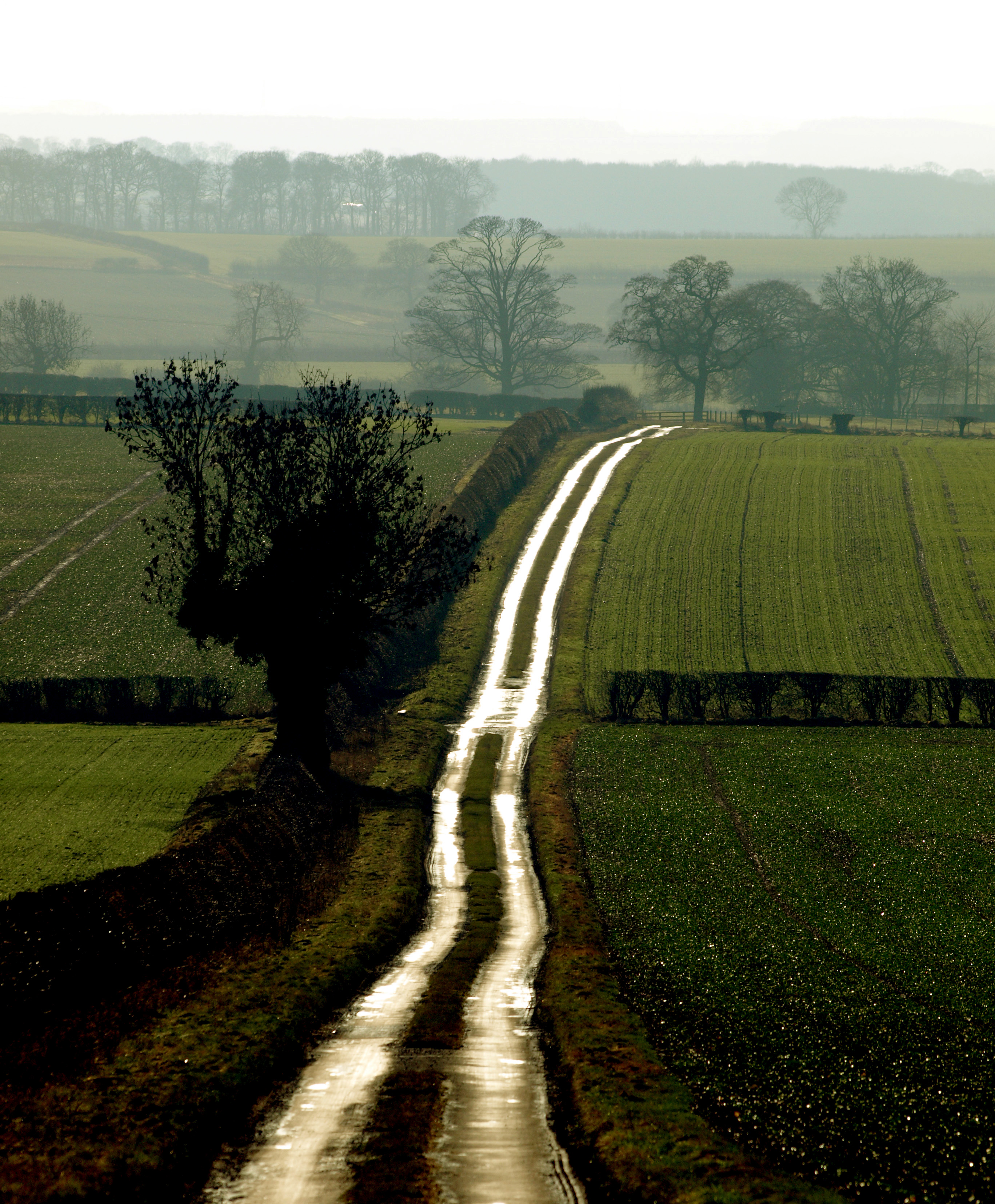 Bracken on the Wolds