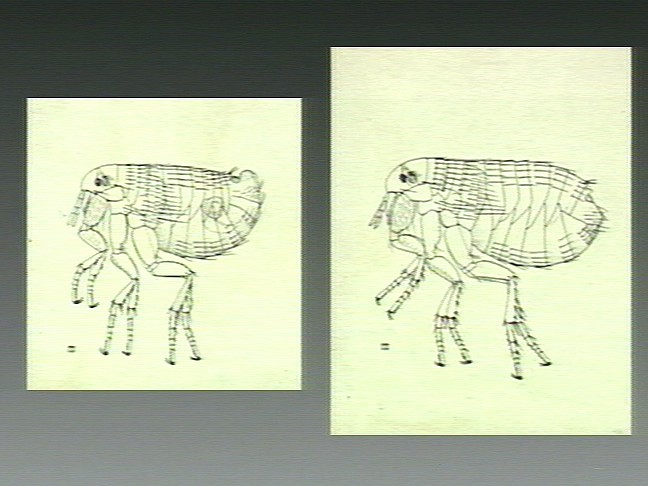 File:The male and female flea, by A.J.E. Terzi Wellcome V0022605.jpg