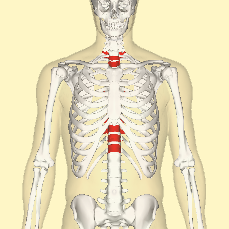 thoracic vertebrae diagram