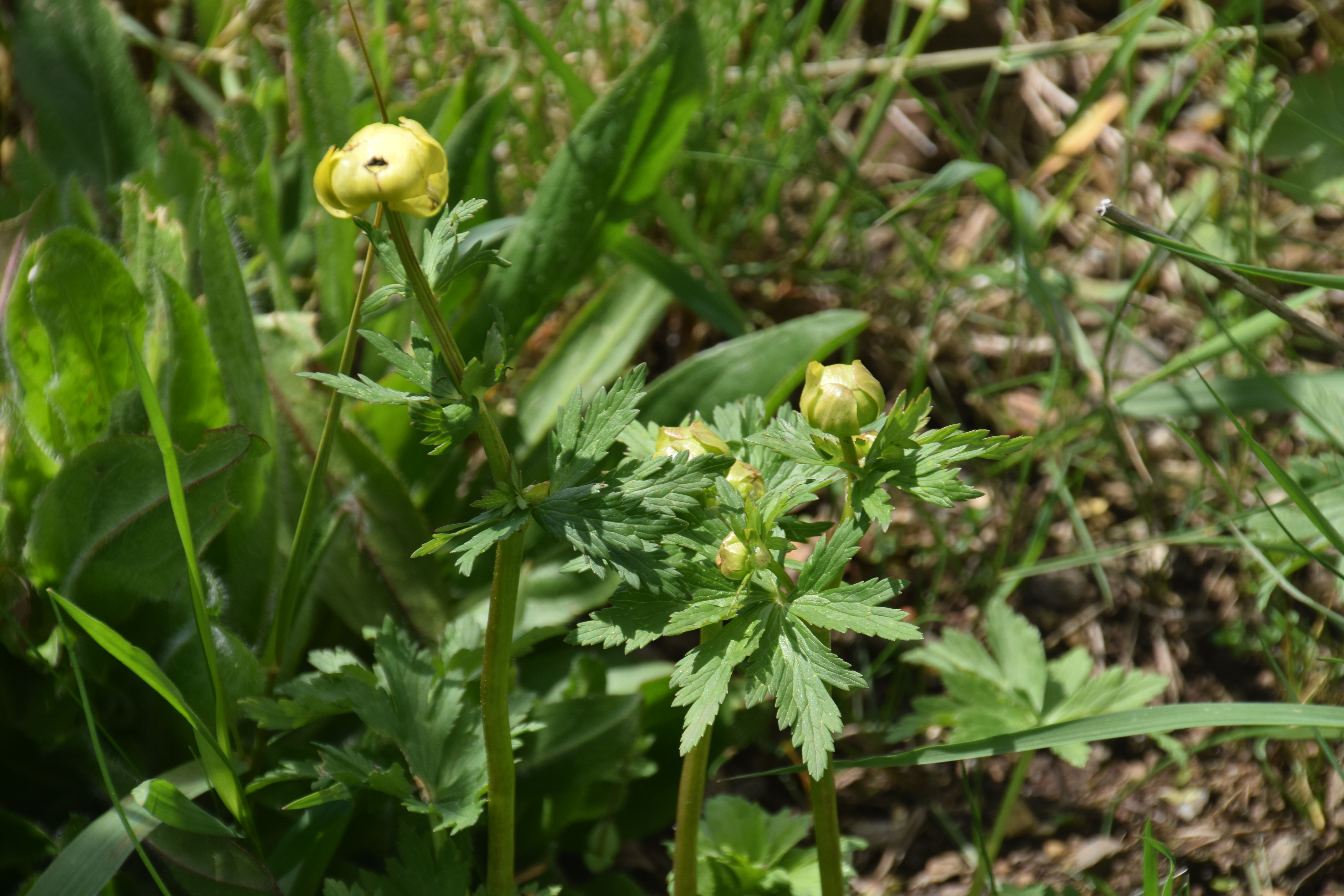 Trollius europaeus l