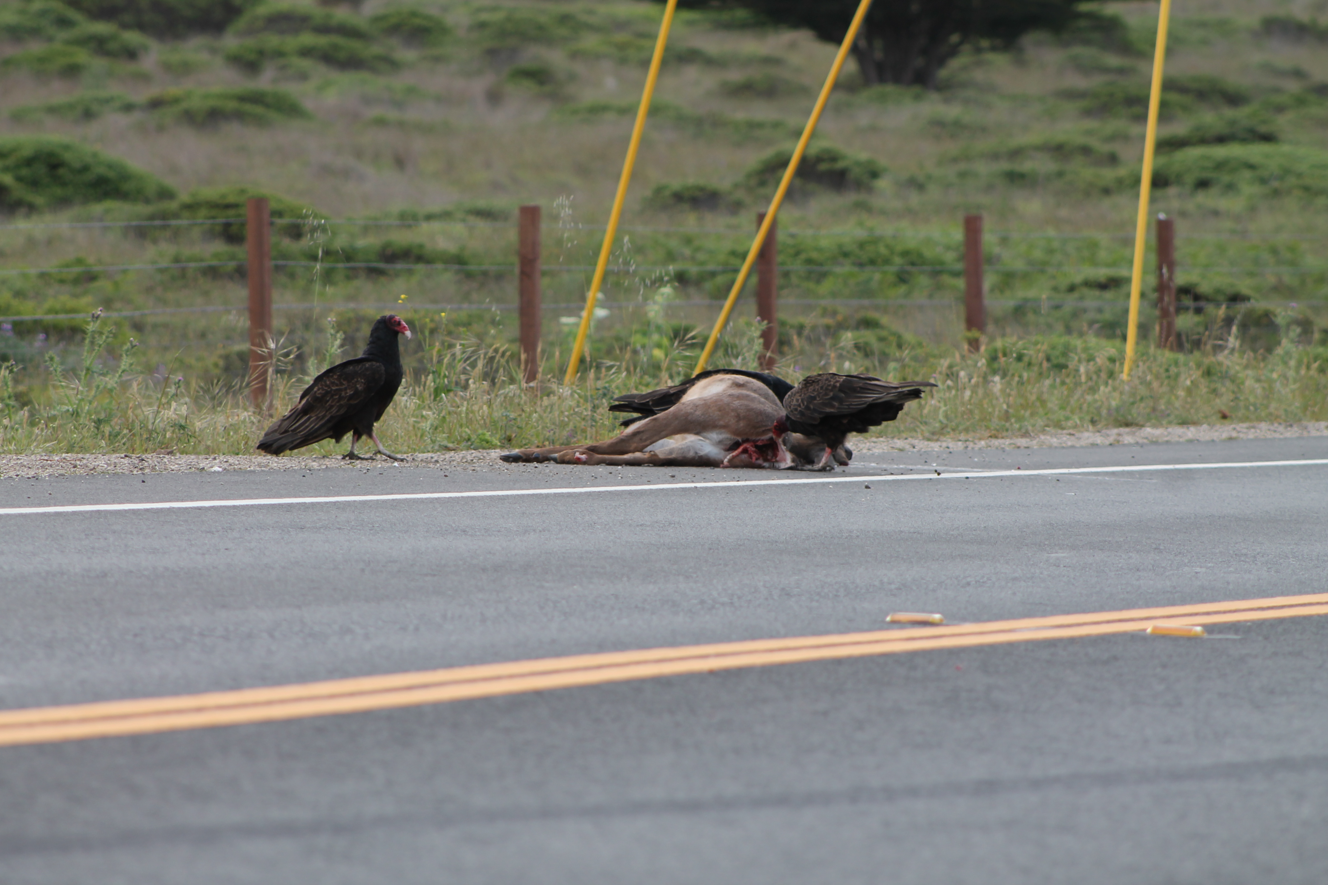 turkey vultures eating