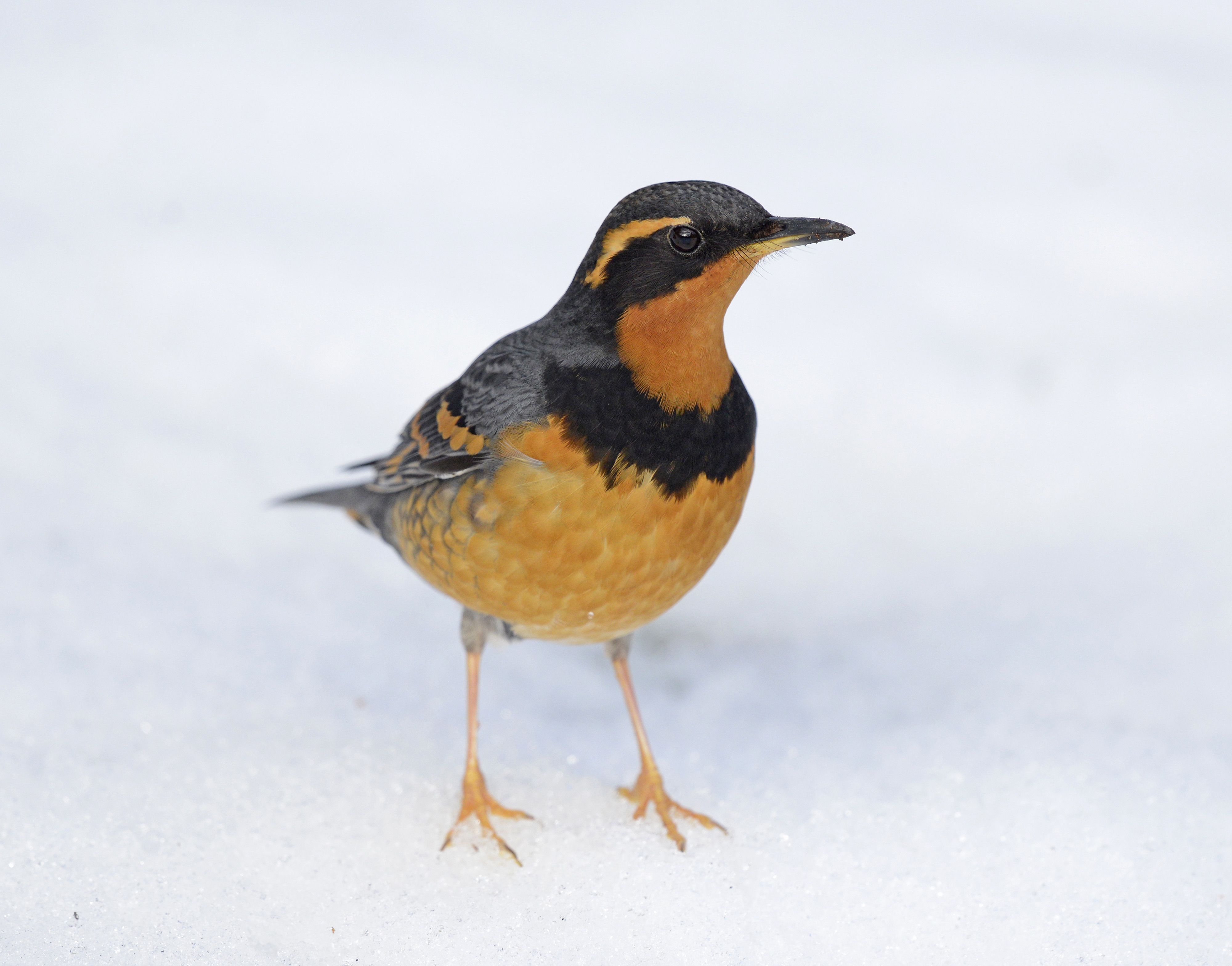 Birds wiki. Red - bellied Thrush. Красноперка птица. Kate Bird.