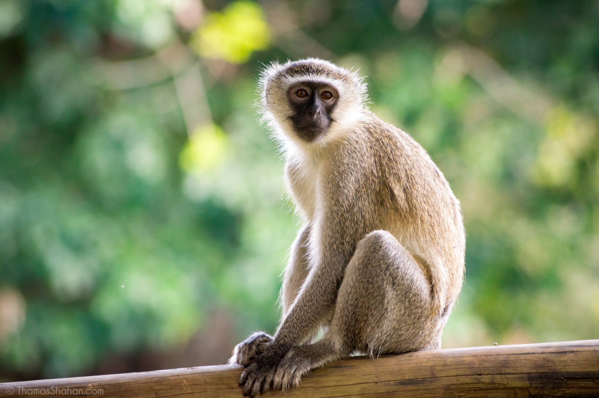 The Vervet Monkey