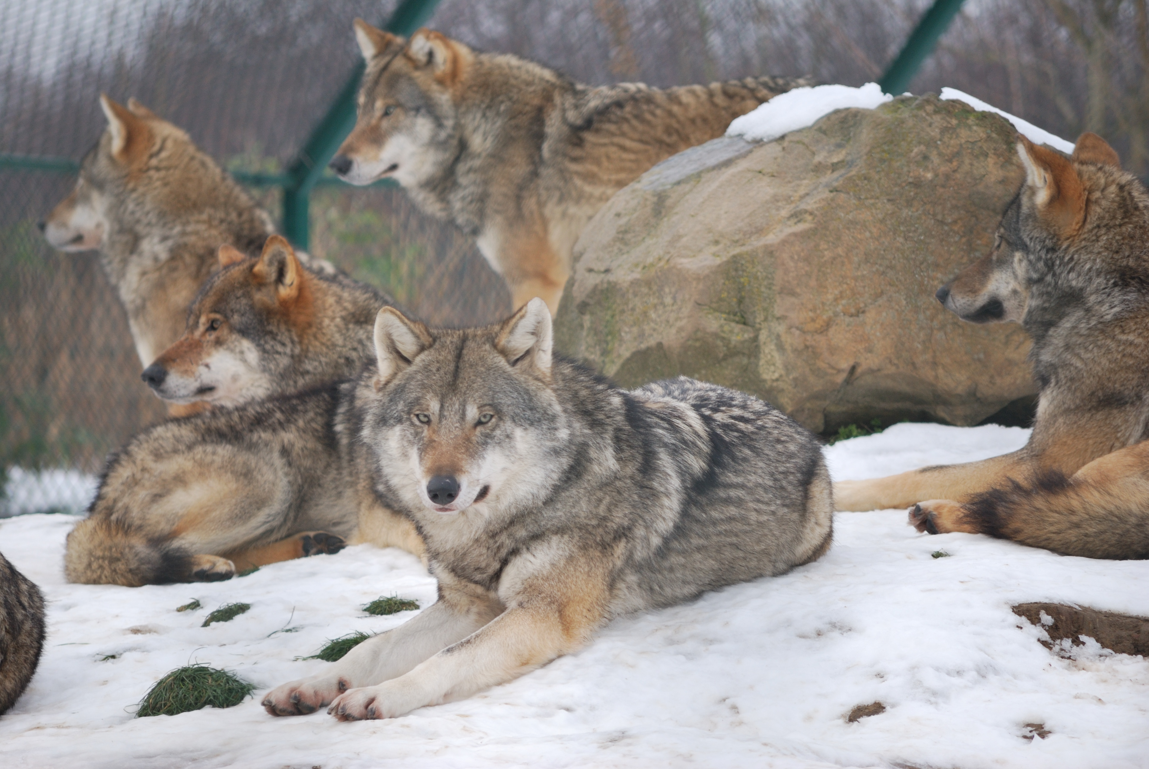 Bestand Wolf Dierenrijk 2009 JPG Wikipedia