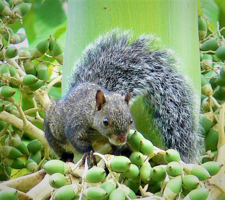 The average adult size of a Yucatan squirrel is  (0' 10