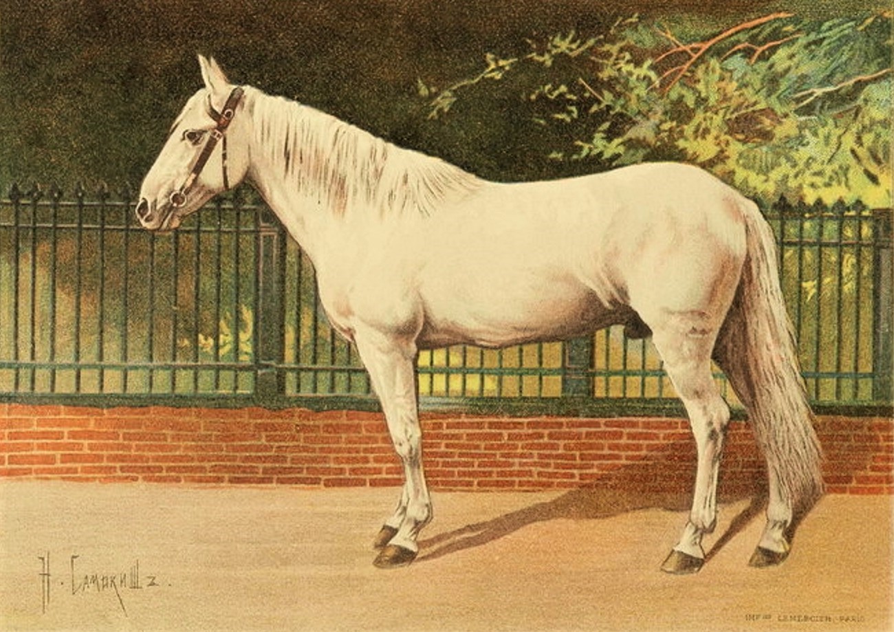 Трамовская порода лошадей