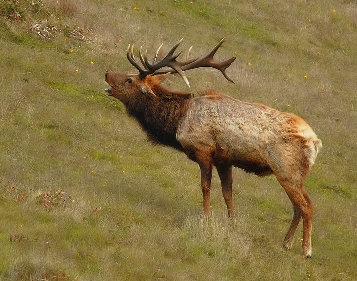 File:2007-Tule-elk-rut.jpg