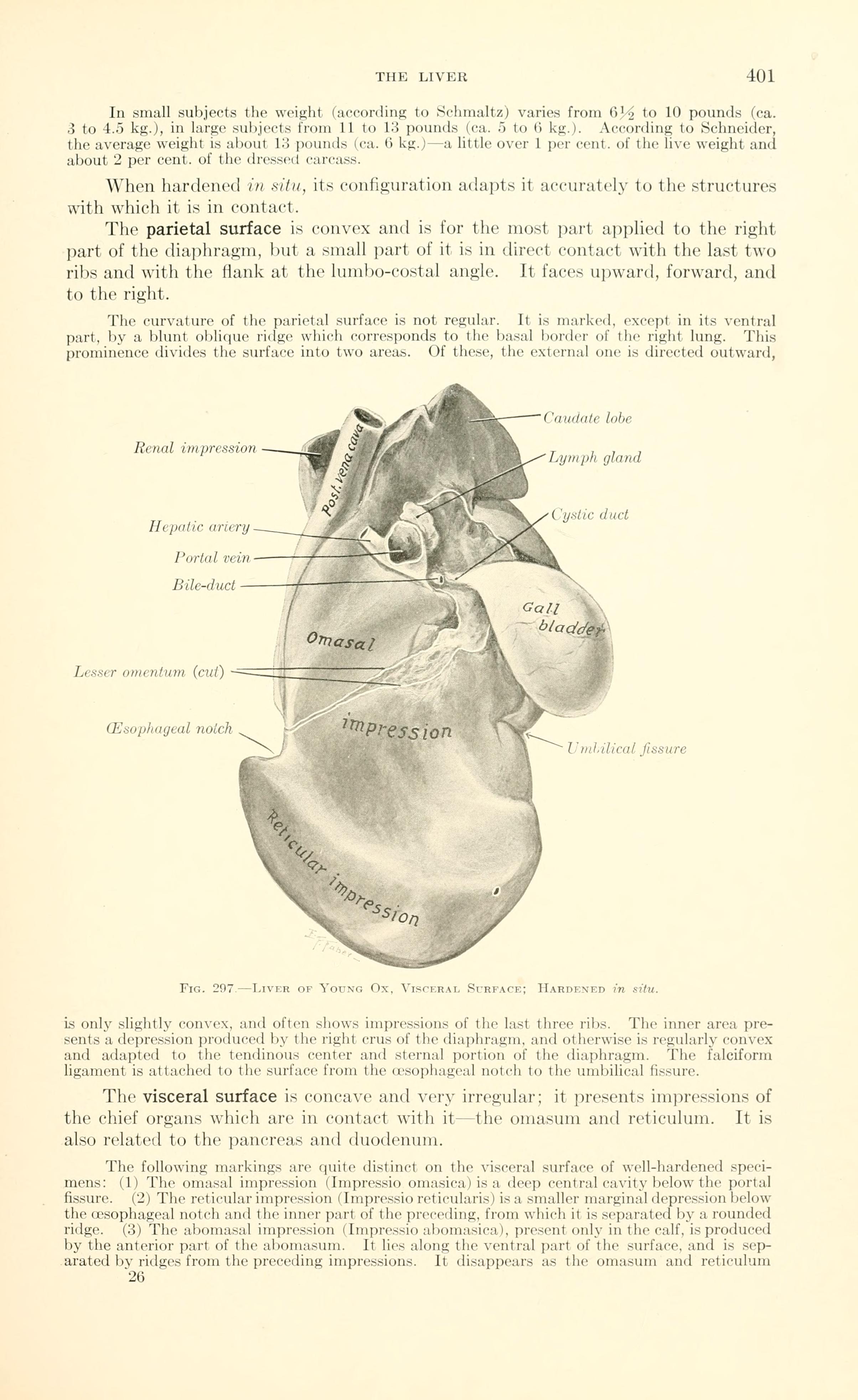 https://upload.wikimedia.org/wikipedia/commons/e/eb/A_text-book_of_veterinary_anatomy_%28Page_401%29_BHL18587525.jpg