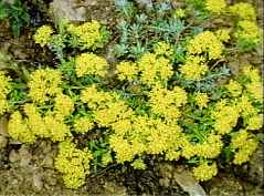 Alyssum nebrodense.jpg