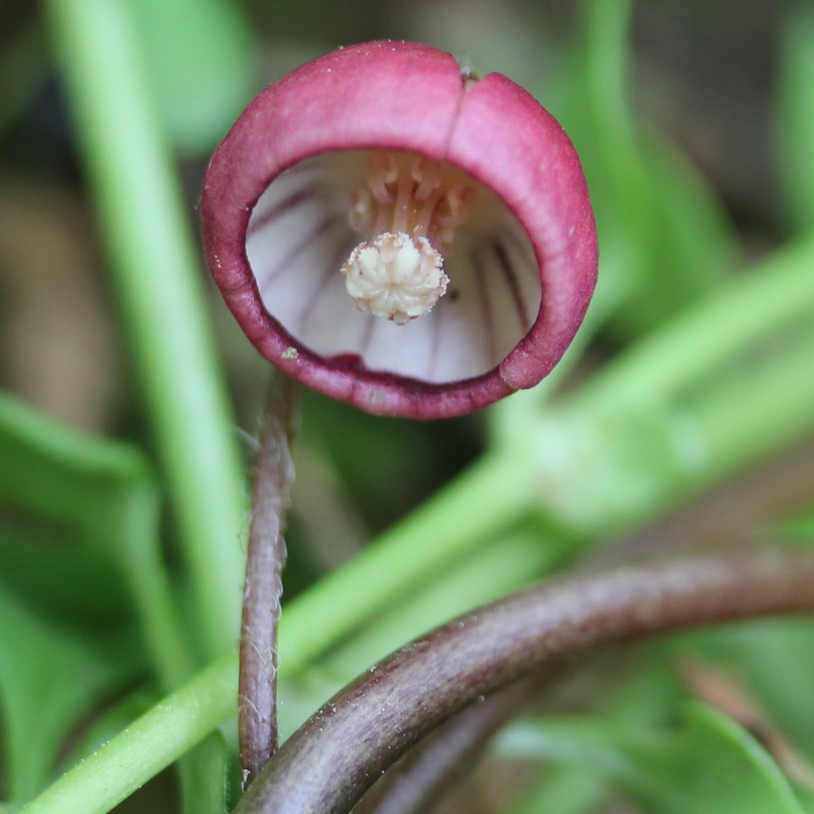 TÌNH YÊU CÂY CỎ  - Page 77 Asarum_caulescens_flower