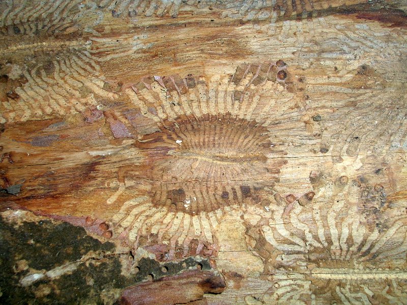 Slika:Bark beetle galleries.JPG