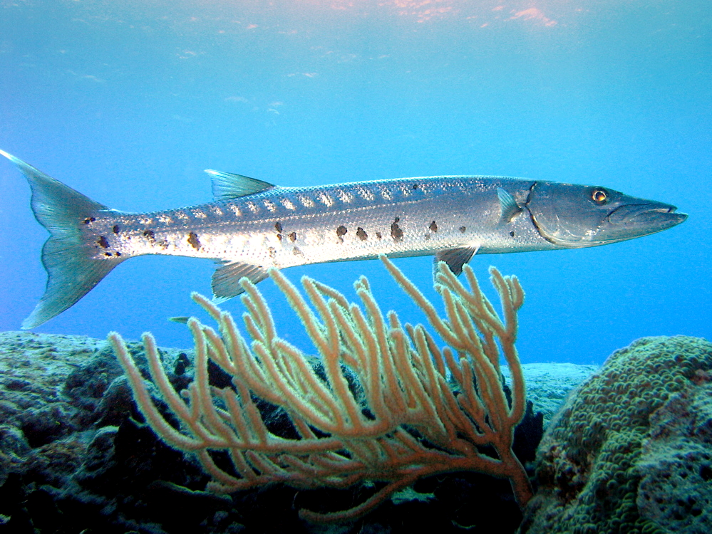 Great barracuda - Wikipedia