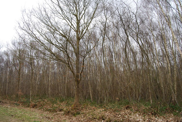 File:Birch trees, Clowes Wood - geograph.org.uk - 1211588.jpg