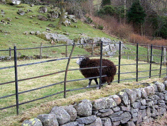 File:Black sheep - geograph.org.uk - 1803939.jpg