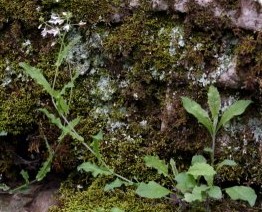 <i>Borodinia perstellata</i> Species of flowering plant