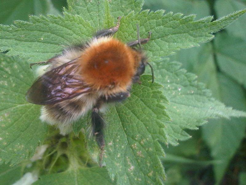 File:Bombus pascuorum2.jpg