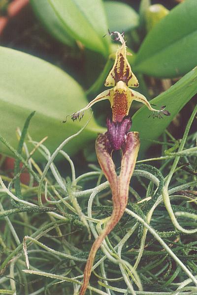 File:Bulbophyllum putidum 01 926-8x.jpg