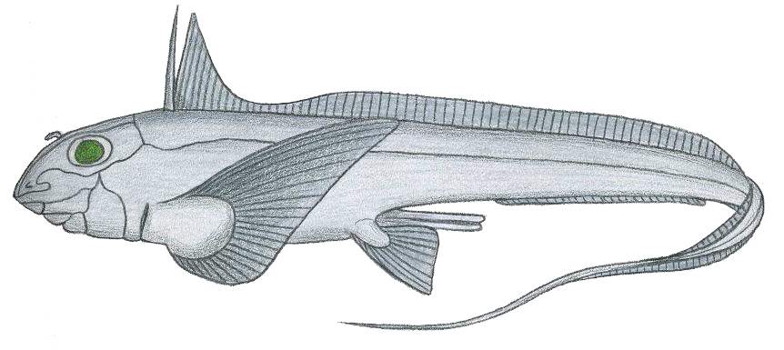 chimera fish