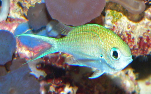 File:Chromis viridis 1.jpg