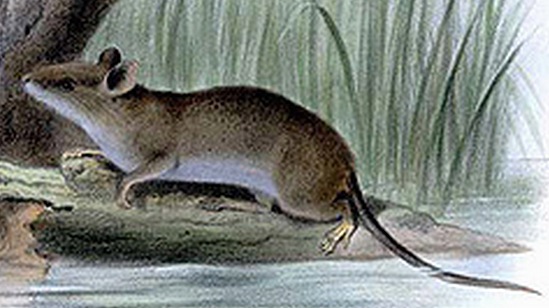 The average adult size of a Northern Luzon shrew-rat is  (0' 5